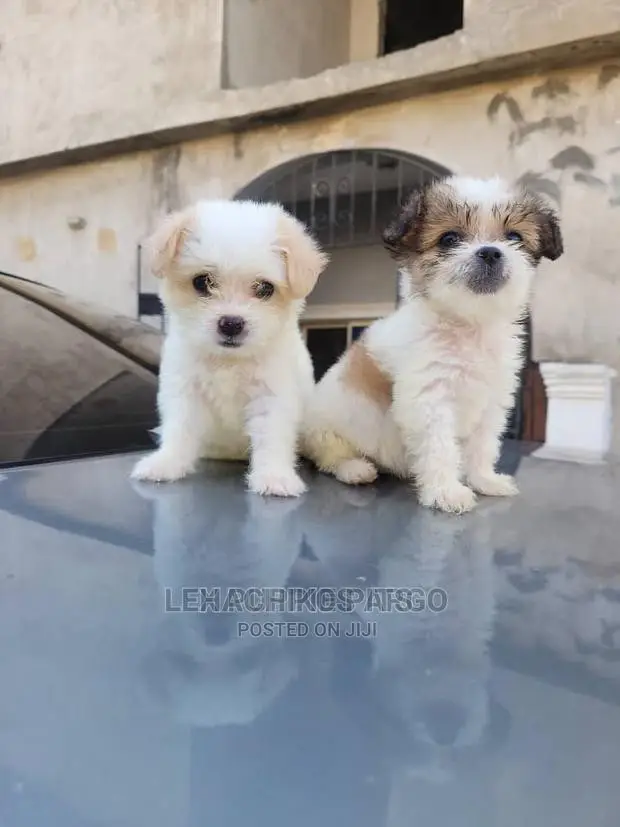 1-3 months Male Purebred Maltese