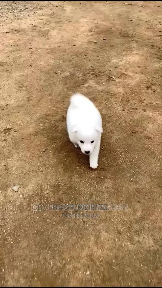 1-3 months Male Purebred Maltese