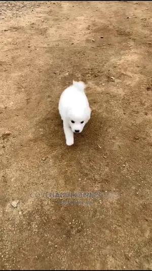 1-3 months Male Purebred Maltese