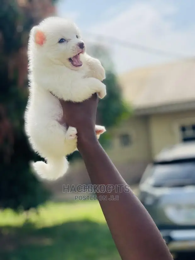 1-3 months Male Purebred Maltese