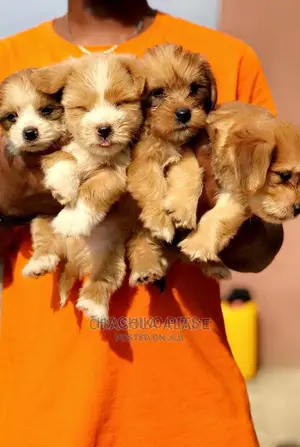 Photo - 1-3 months Male Purebred Maltese