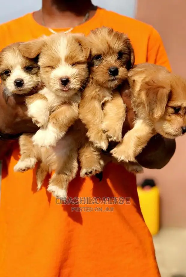 1-3 months Male Purebred Maltese