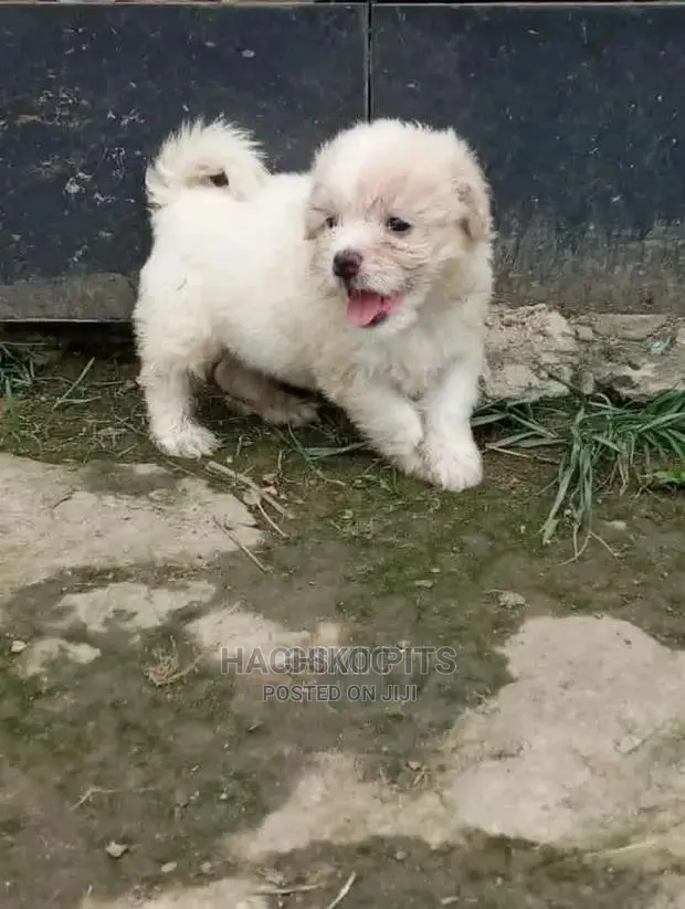 1-3 months Male Purebred Maltese