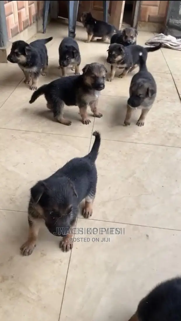 1-3 months Male Purebred German Shepherd