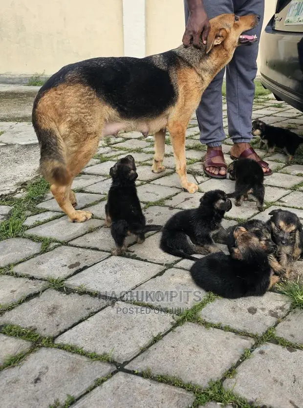 1-3 months Male Purebred Maltese