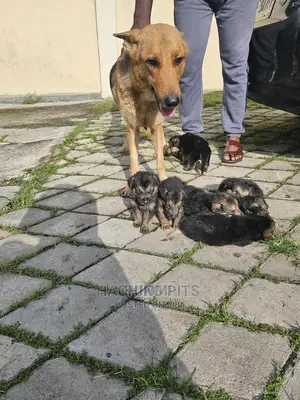 1-3 months Male Purebred Maltese