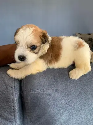 Photo - 1-3 months Male Purebred Maltese