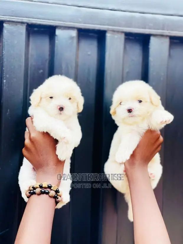 1-3 months Male Purebred Maltese