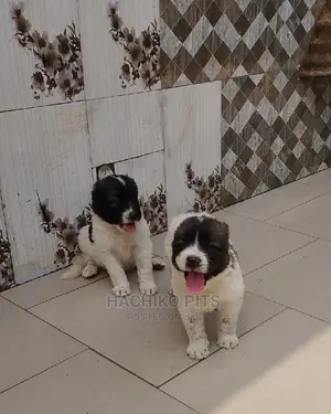 Photo - 1-3 months Male Purebred Maltese