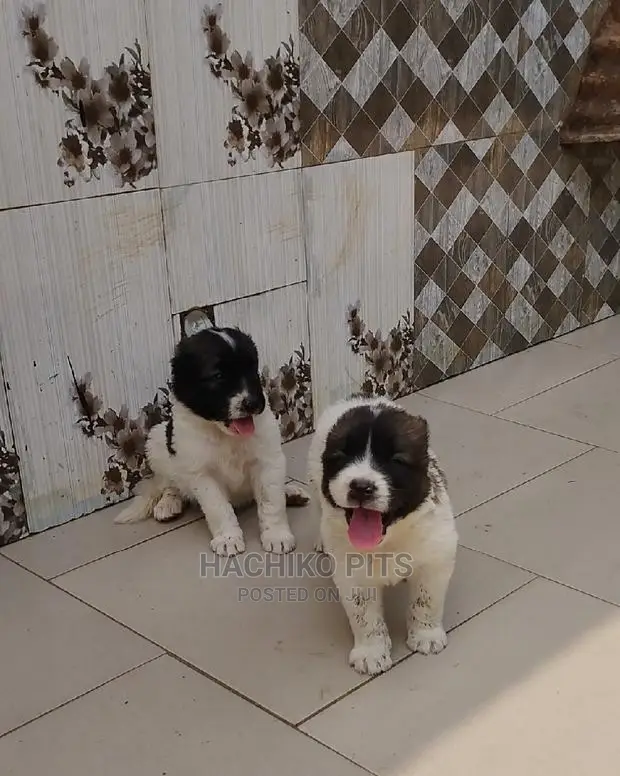 1-3 months Male Purebred Maltese