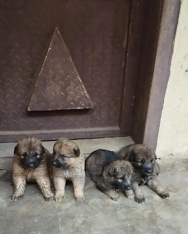 1-3 months Male Purebred German Shepherd