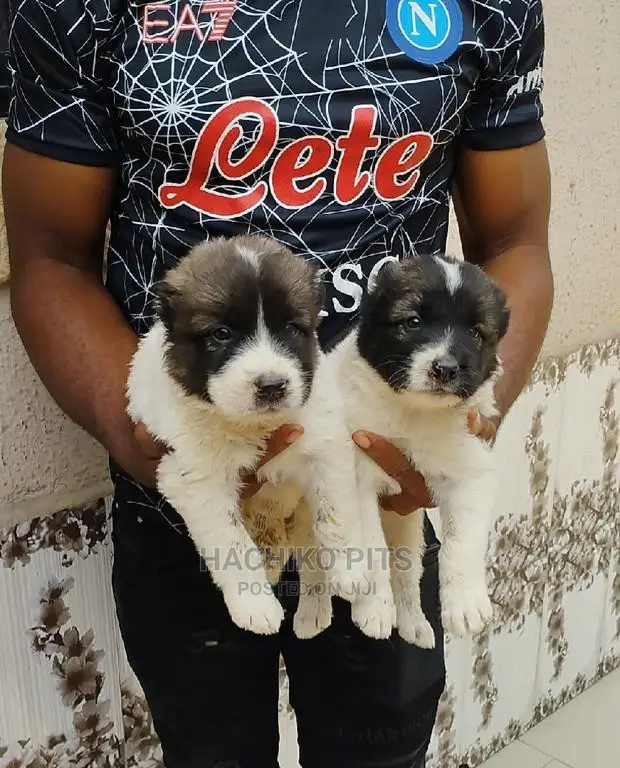 1-3 months Male Purebred Maltese