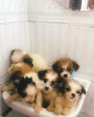 Photo - 1-3 months Male Purebred Maltese