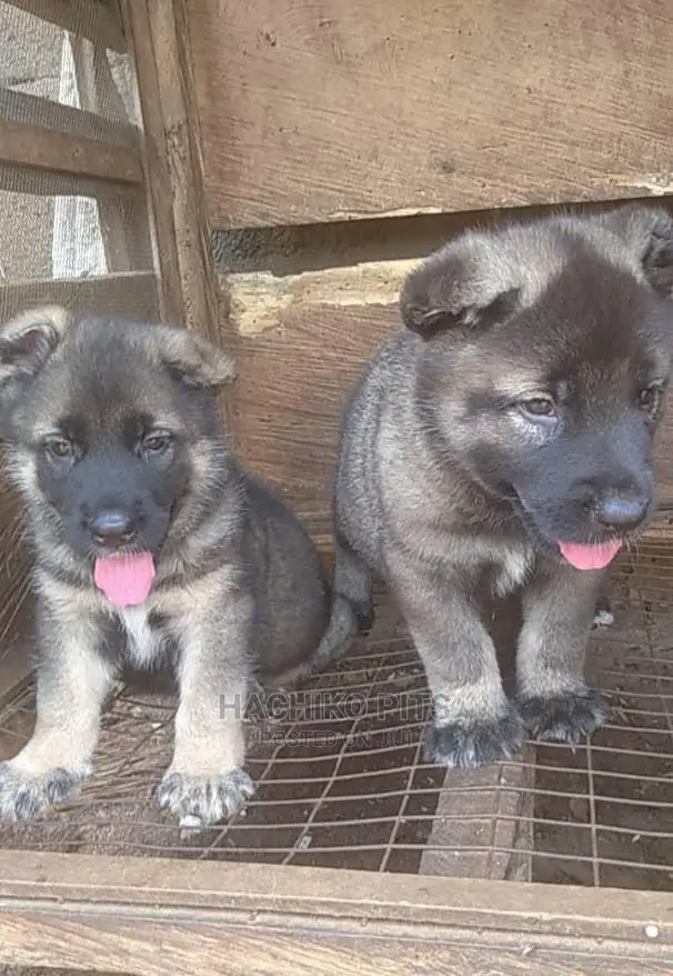 1-3 months Male Purebred German Shepherd