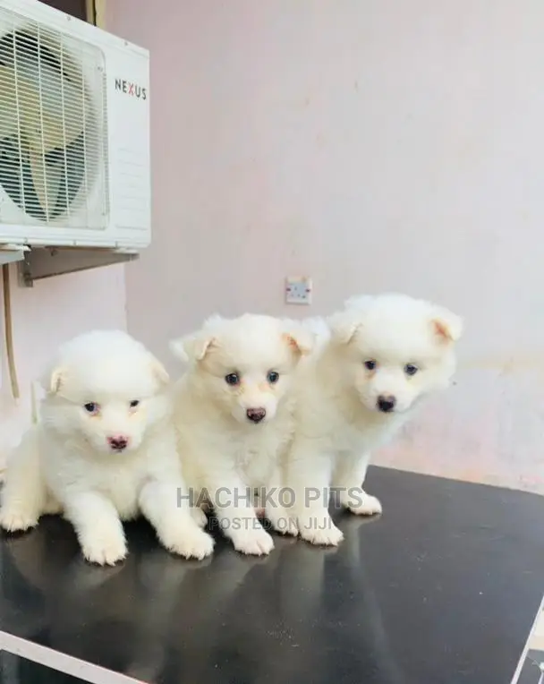 1-3 months Male Purebred Maltese