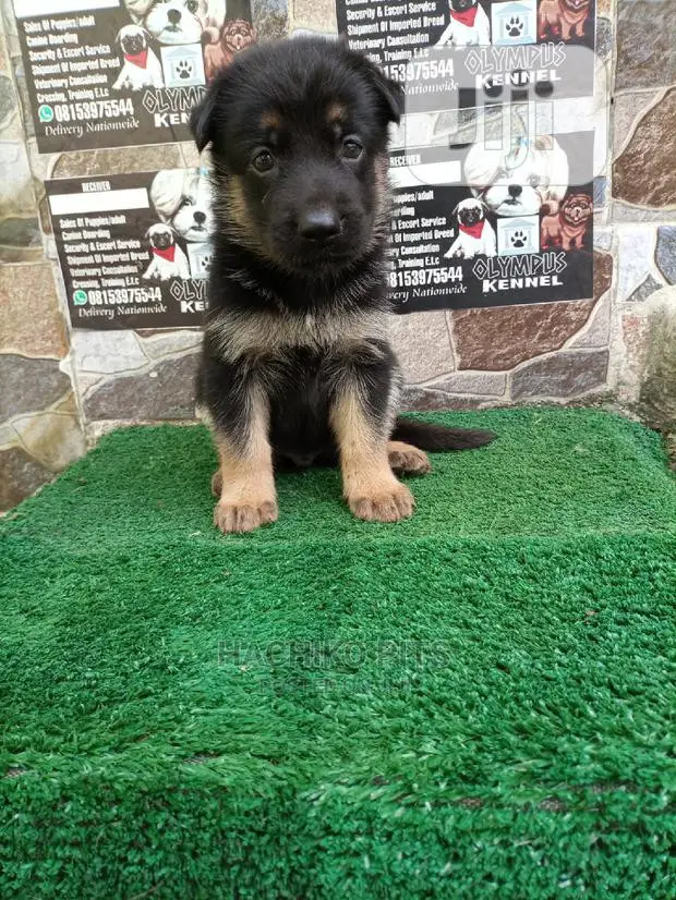1-3 months Male Purebred German Shepherd