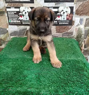 1-3 months Male Purebred German Shepherd