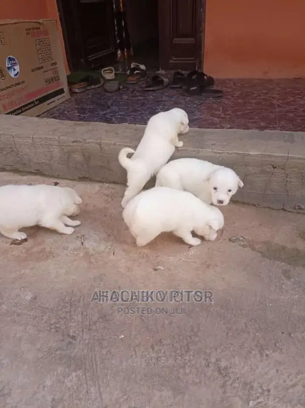 1-3 months Male Purebred Maltese