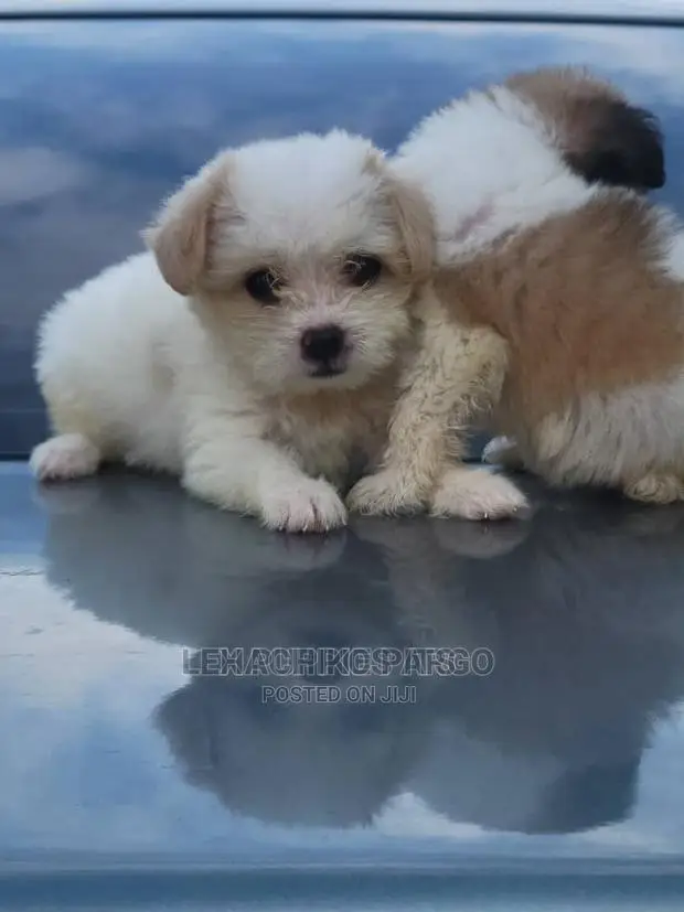 1-3 months Male Purebred Maltese