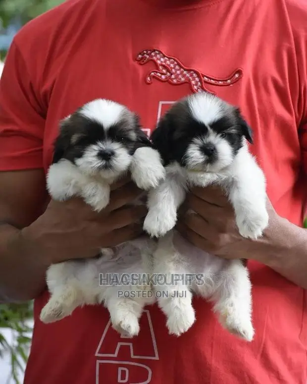 1-3 months Male Purebred Maltese