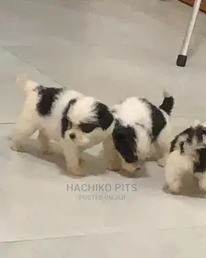 Photo - 1-3 months Male Purebred Maltese