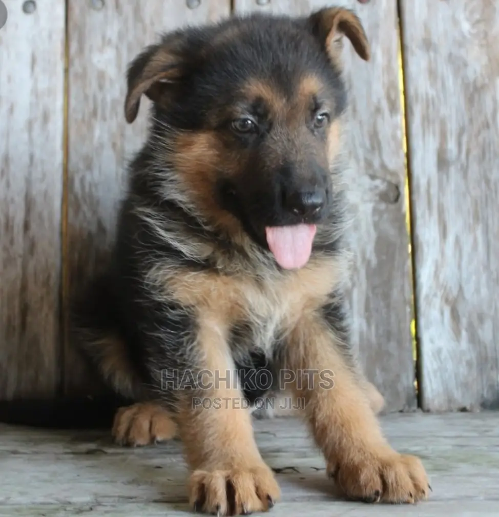 1-3 months Male Purebred German Shepherd