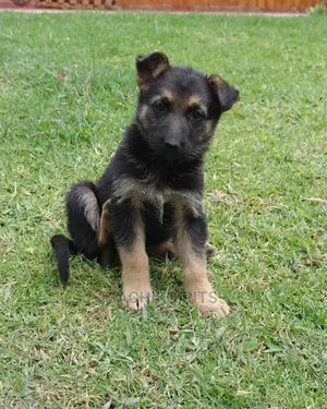 Photo - 1-3 months Male Purebred German Shepherd