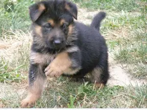 Photo - 1-3 months Male Purebred German Shepherd