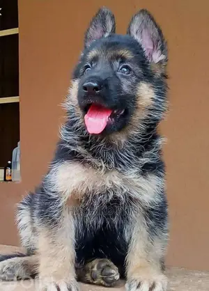Photo - 1-3 months Male Purebred German Shepherd