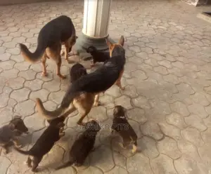 Photo - 1-3 months Male Purebred German Shepherd