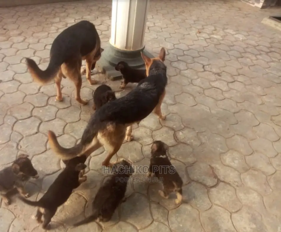 1-3 months Male Purebred German Shepherd