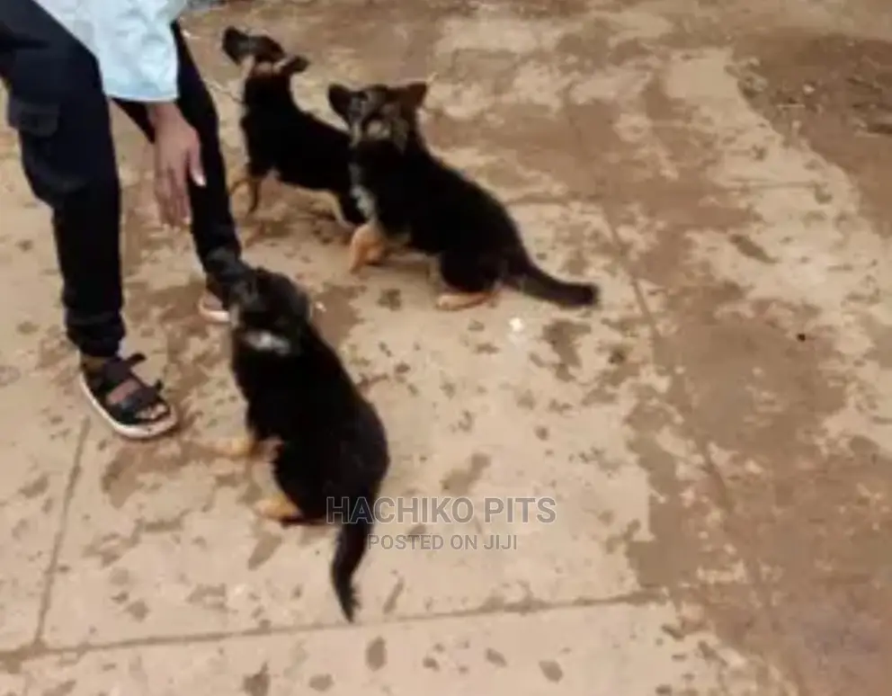 1-3 months Male Purebred German Shepherd