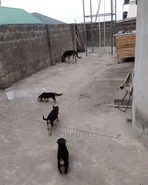 Photo - 1-3 months Male Purebred German Shepherd