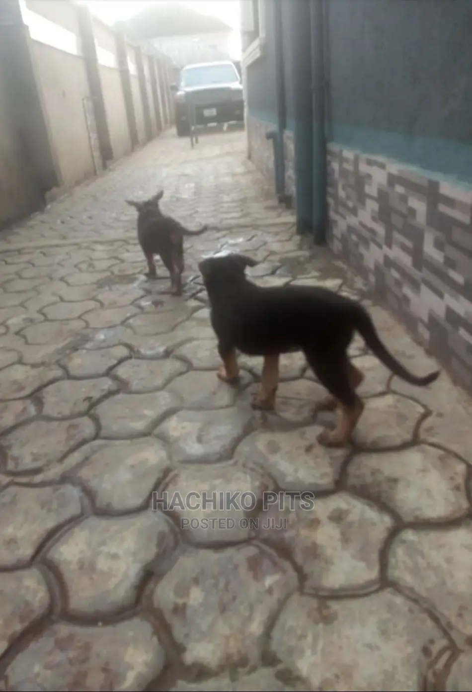 1-3 months Male Purebred German Shepherd