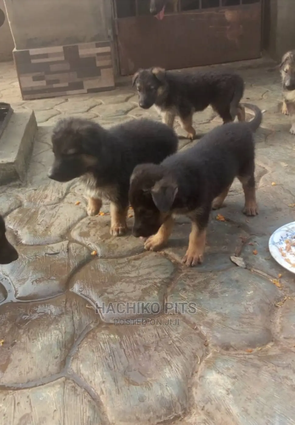 1-3 months Male Purebred German Shepherd