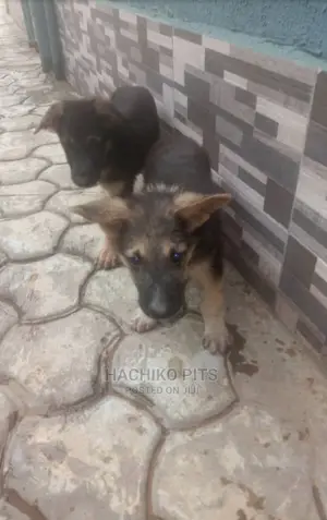 1-3 months Male Purebred German Shepherd