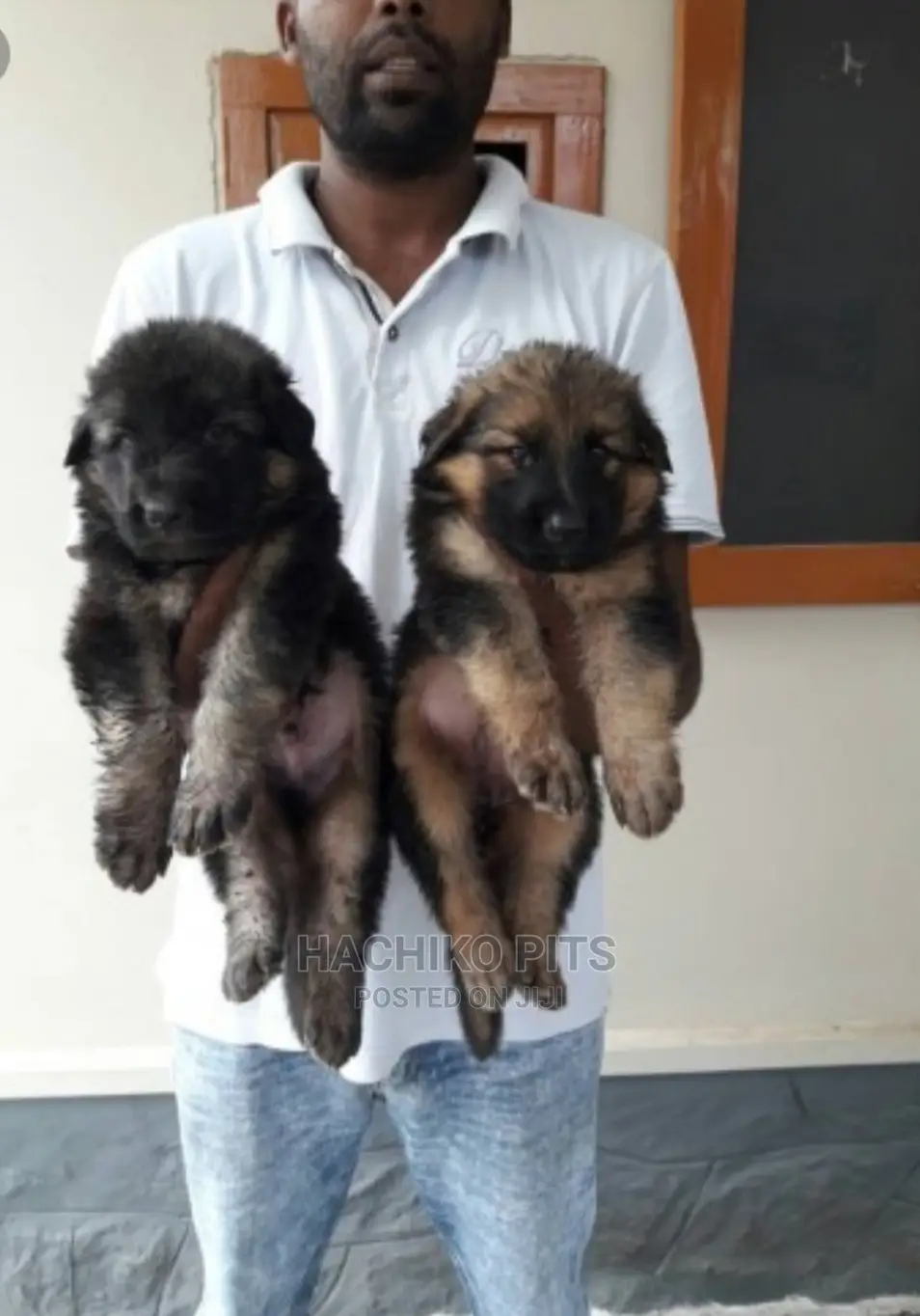 1-3 months Male Purebred German Shepherd