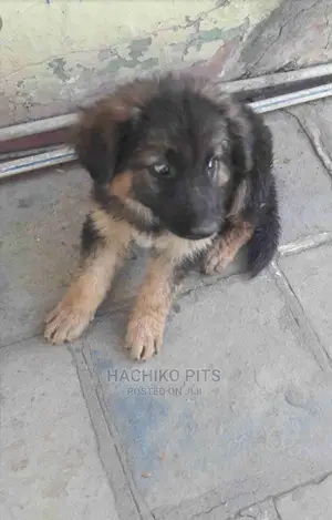 Photo - 1-3 months Male Purebred German Shepherd