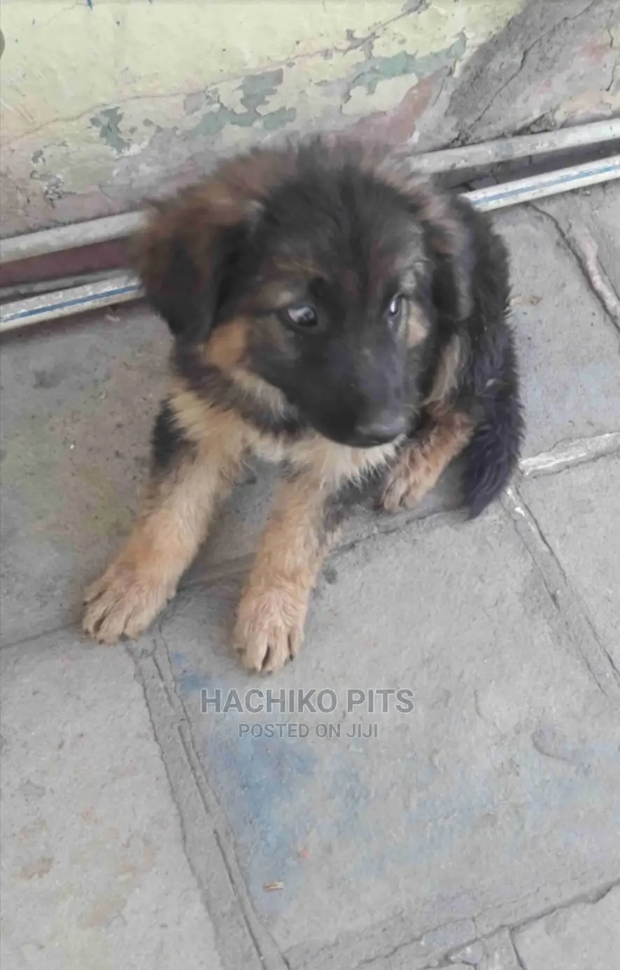 1-3 months Male Purebred German Shepherd