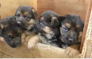 Photo - 1-3 months Male Purebred German Shepherd