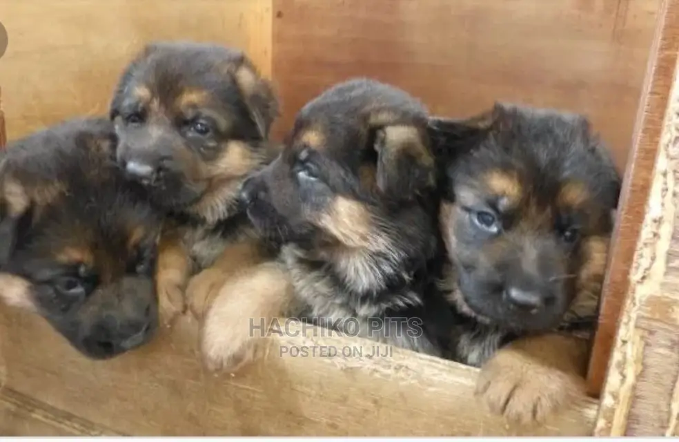 1-3 months Male Purebred German Shepherd