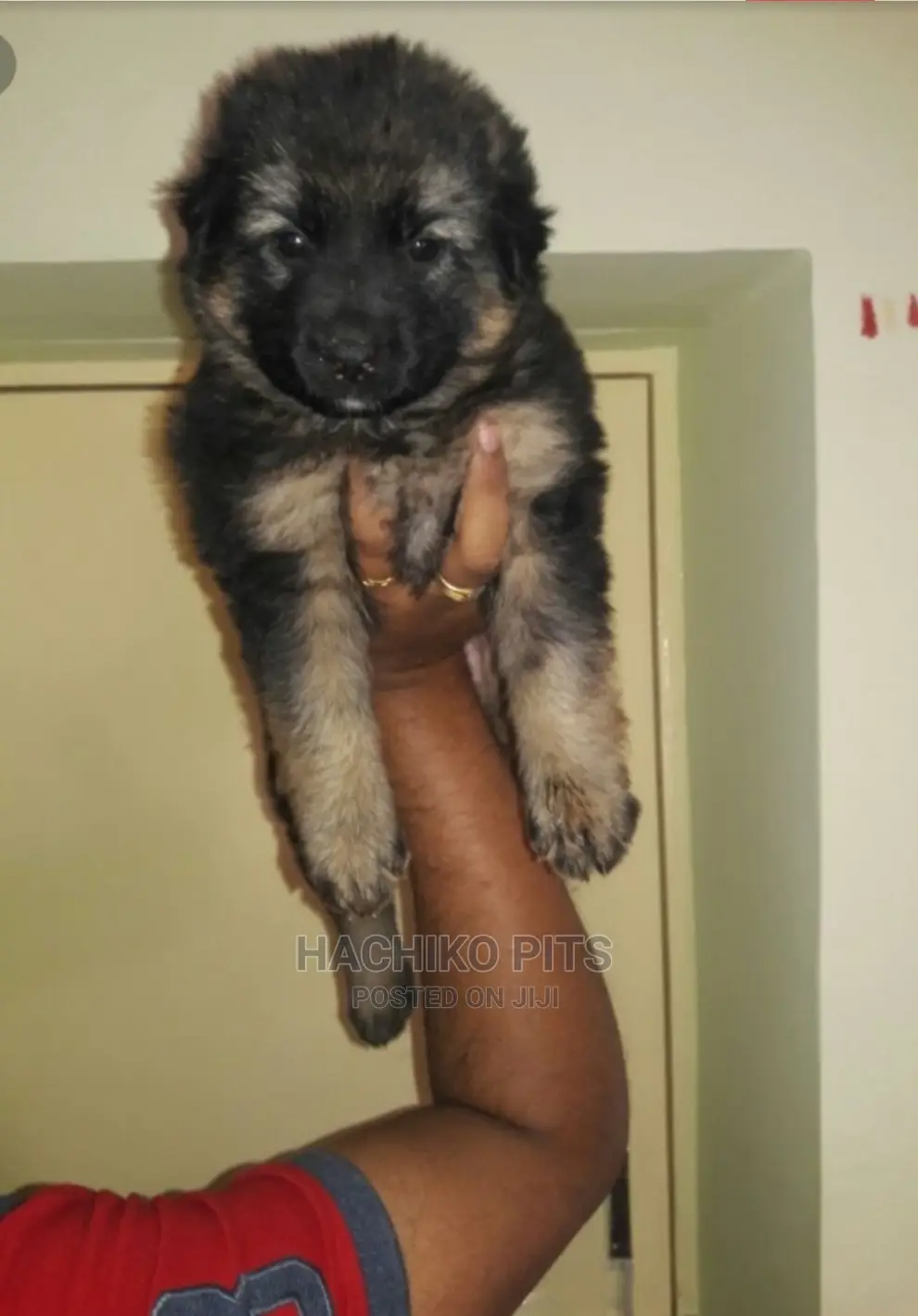 1-3 months Male Purebred German Shepherd