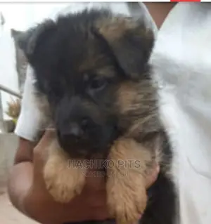 Photo - 1-3 months Male Purebred German Shepherd