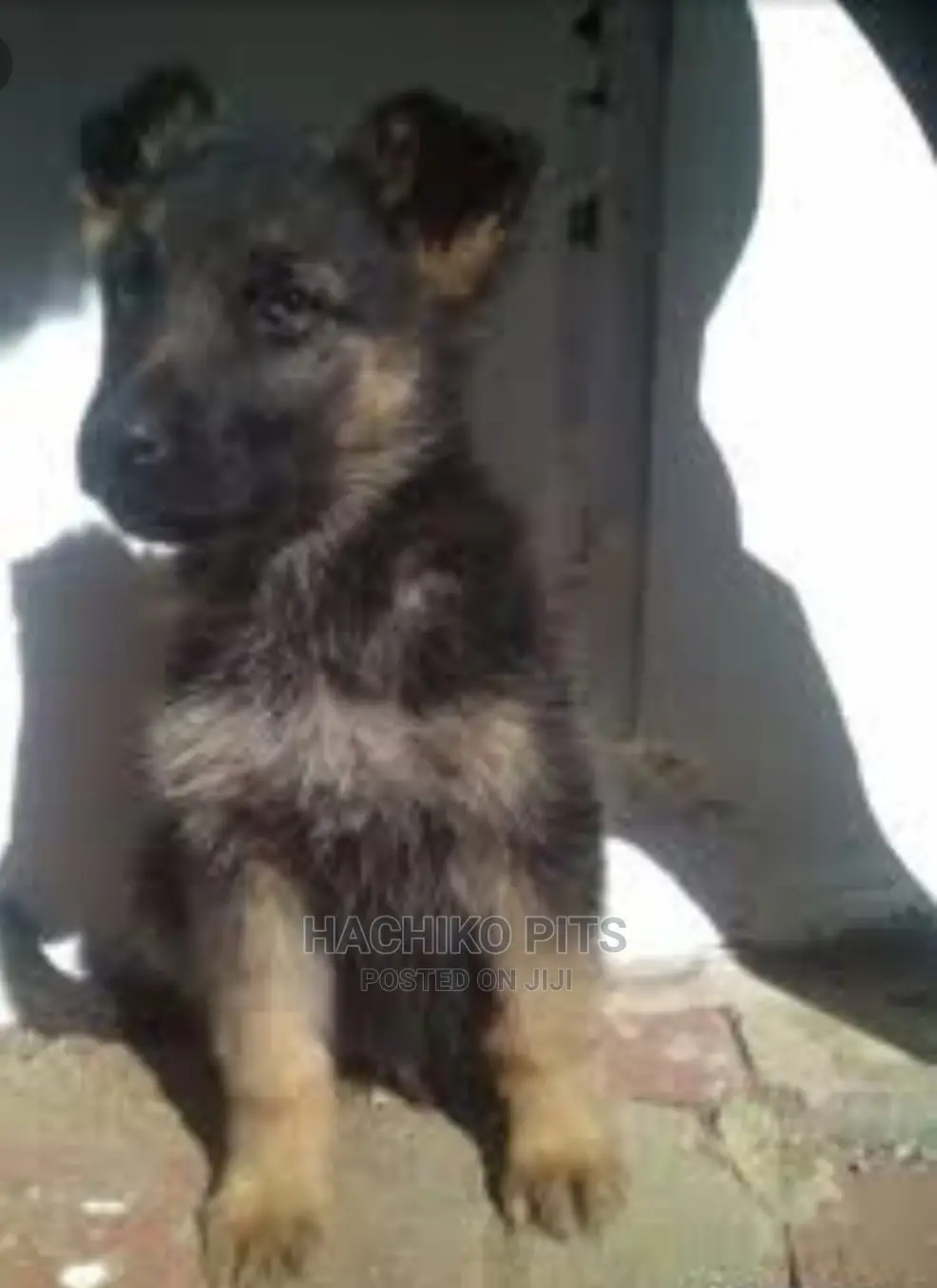 1-3 months Male Purebred German Shepherd