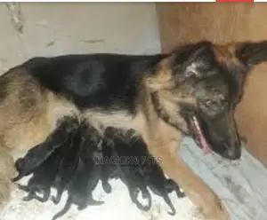 Photo - 1-3 months Male Purebred German Shepherd