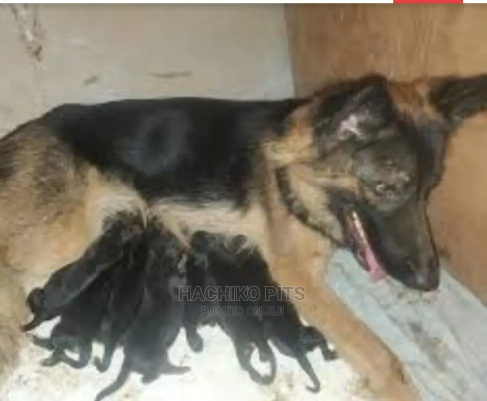 1-3 months Male Purebred German Shepherd