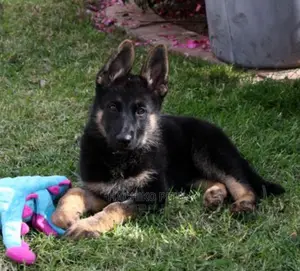 Photo - 1-3 months Male Purebred German Shepherd