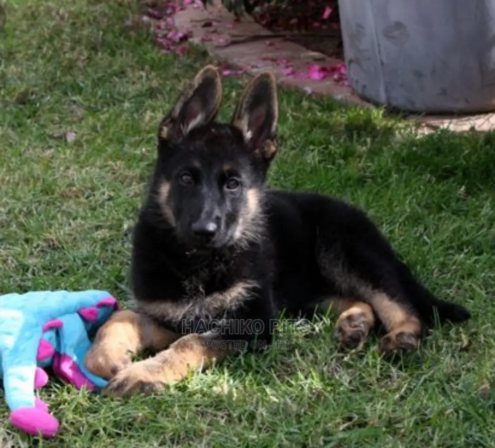 1-3 months Male Purebred German Shepherd