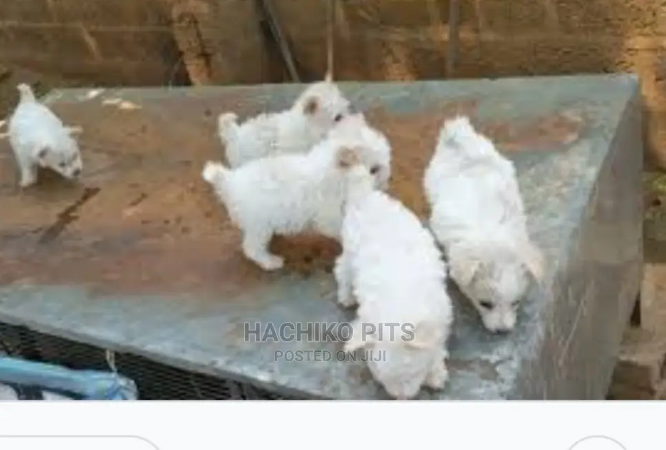 1-3 months Male Purebred Maltese