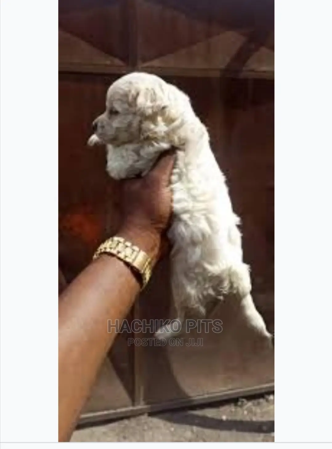 1-3 months Male Purebred Maltese